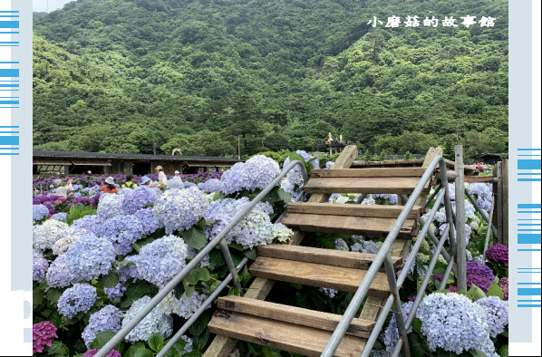 109.6.3.(160)財福繡球花田.JPG