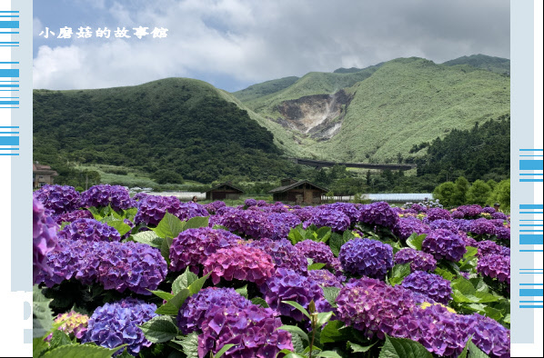 109.6.3.(230)財福繡球花田.JPG