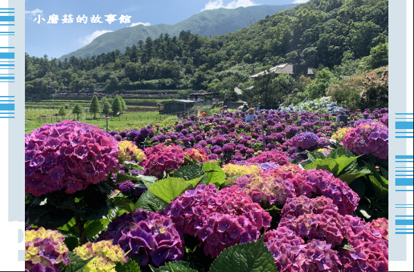 109.6.3.(56)竹子湖-大賞園繡球花田.JPG