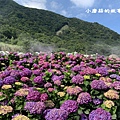 109.6.3.(145)竹子湖-大賞園繡球花田.JPG