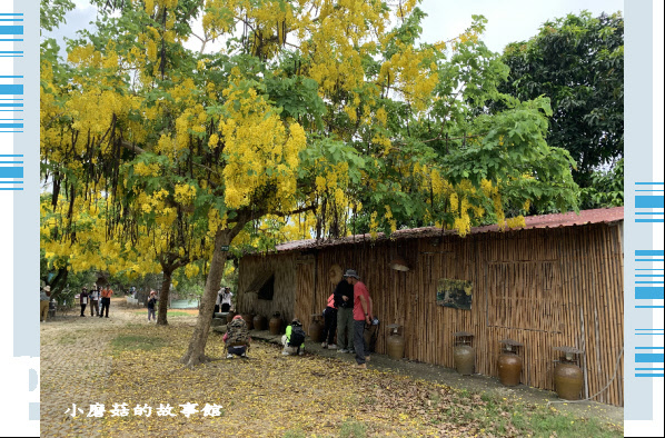 109.6.6.(2)台南白河-大山宮古厝阿勃勒.JPG