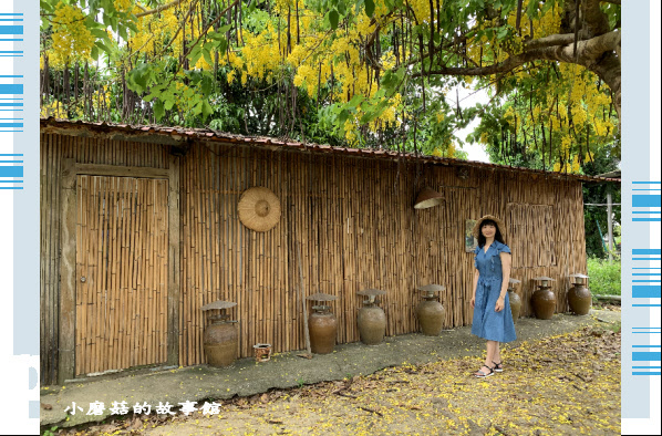 109.6.6.(100)台南白河-大山宮古厝阿勃勒.JPG