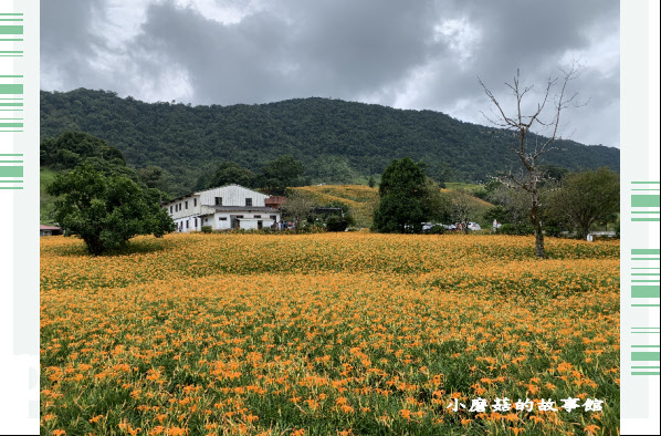 109.9.5.(2)花蓮-赤柯山金針花海.JPG