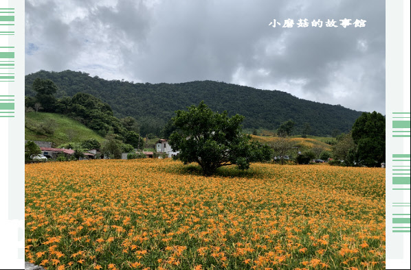 109.9.5.(8)花蓮-赤柯山金針花海.JPG