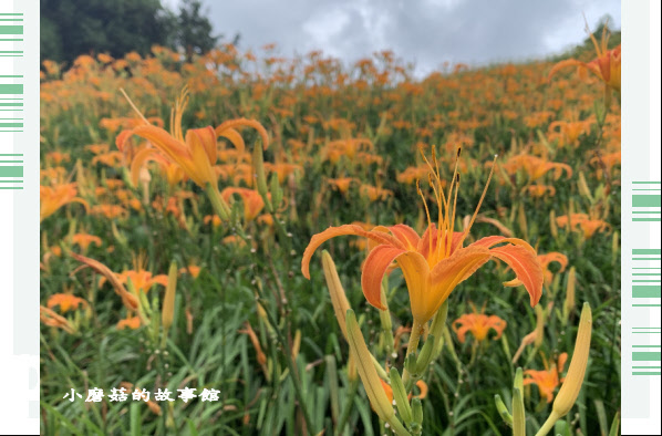 109.9.5.(24)花蓮-赤柯山金針花海.JPG