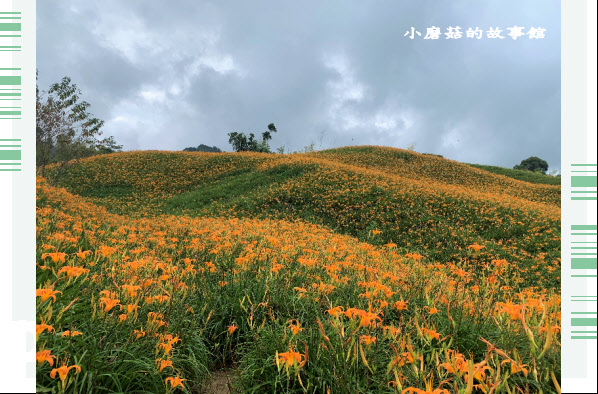 109.9.5.(40)花蓮-赤柯山金針花海.JPG