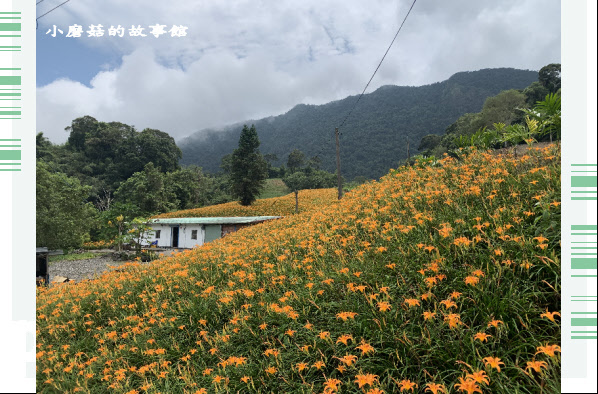 109.9.5.(50)花蓮-赤柯山金針花海.JPG