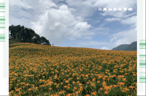 109.9.5.(58)花蓮-赤柯山金針花海.JPG