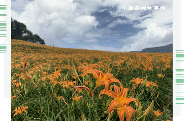 109.9.5.(59)花蓮-赤柯山金針花海.JPG