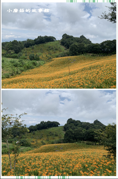 109.9.5.(79)花蓮-赤柯山金針花海.JPG