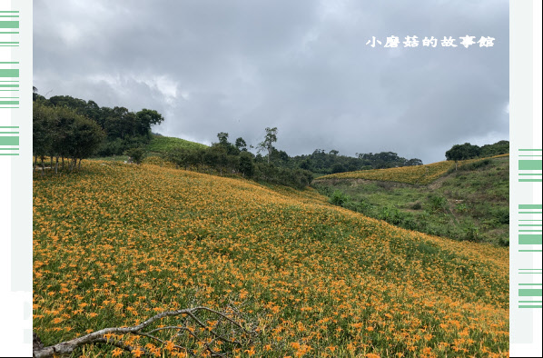 109.9.5.(111)花蓮-赤柯山金針花海.JPG