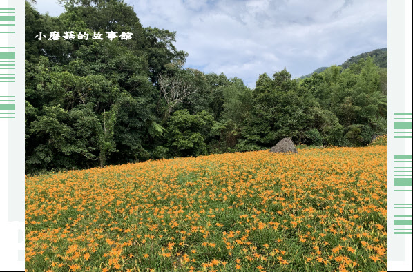 109.9.5.(113)花蓮-赤柯山金針花海.JPG