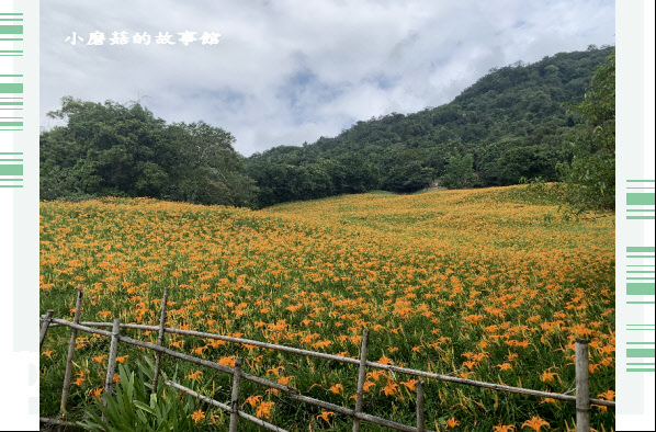 109.9.5.(117)花蓮-赤柯山金針花海.JPG