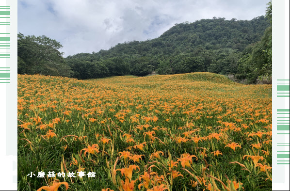 109.9.5.(120)花蓮-赤柯山金針花海.JPG