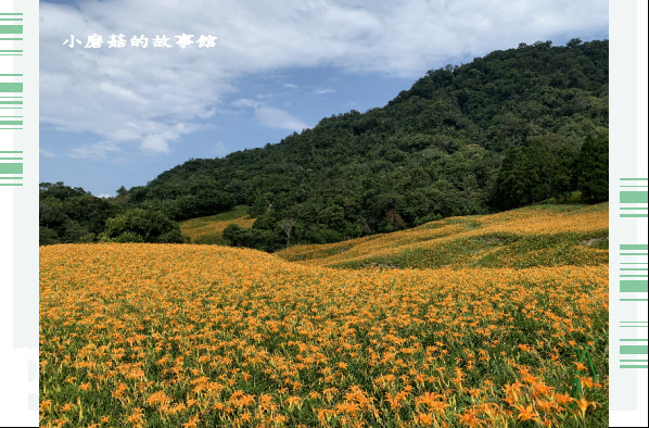 109.9.5.(131)花蓮-赤柯山金針花海.JPG