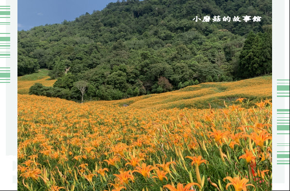 109.9.5.(140)花蓮-赤柯山金針花海.JPG