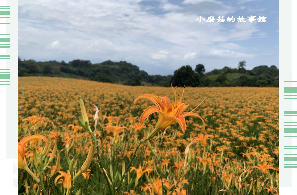 109.9.5.(183)花蓮-赤柯山金針花海.JPG