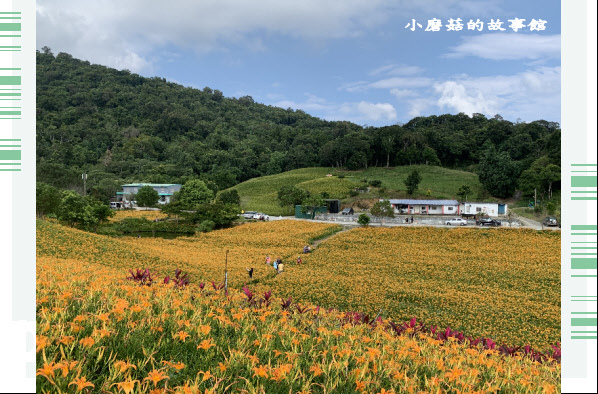 109.9.5.(236)花蓮-赤柯山金針花海.JPG