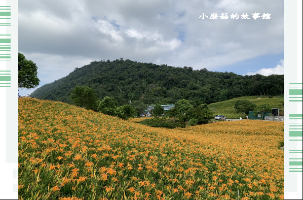 109.9.5.(247)花蓮-赤柯山金針花海.JPG