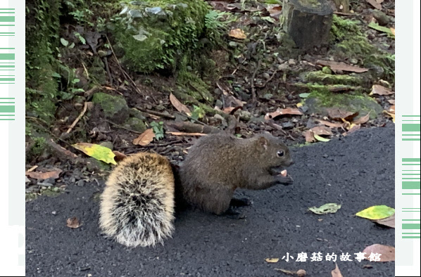 109.9.19.(13)溪頭自然生態教育園區.JPG