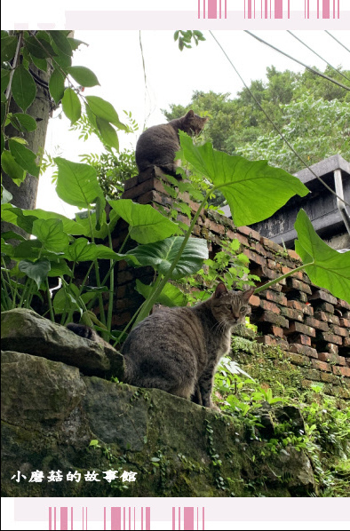 109.10.25.(8)猴硐貓村.JPG