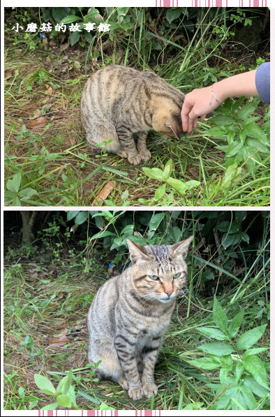 109.10.25.(12)猴硐貓村.JPG