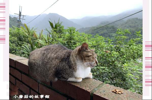 109.10.25.(16)猴硐貓村.JPG