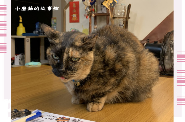 109.10.25.(86)猴硐貓村.JPG