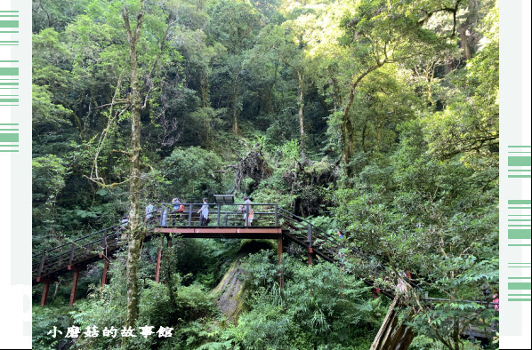 109.7.12.(49)拉拉山巨木群步道.JPG