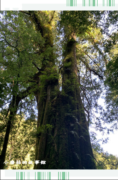 109.7.12.(57)拉拉山巨木群步道.JPG