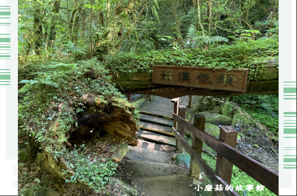 109.7.12.(77)拉拉山巨木群步道.JPG