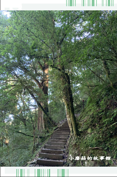 109.7.12.(85)拉拉山巨木群步道.JPG