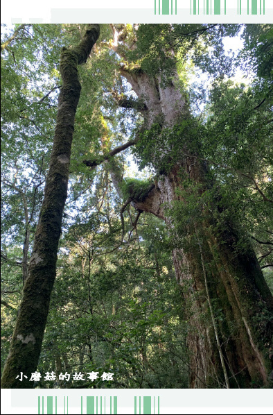 109.7.12.(95)拉拉山巨木群步道.JPG