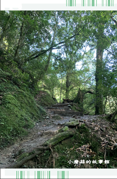 109.7.12.(103)拉拉山巨木群步道.JPG