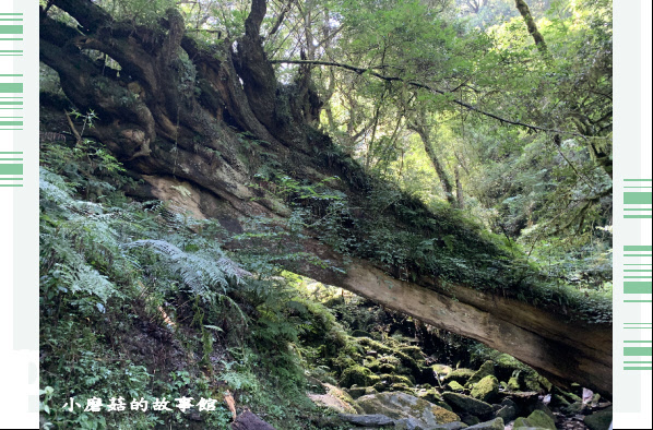 109.7.12.(111)拉拉山巨木群步道.JPG