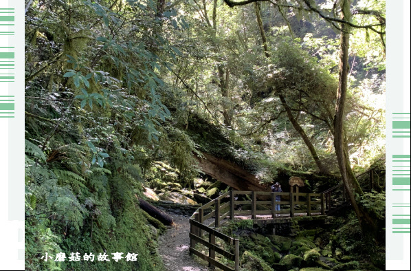 109.7.12.(112)拉拉山巨木群步道.JPG