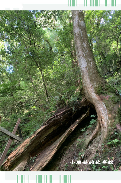 109.7.12.(114)拉拉山巨木群步道.JPG