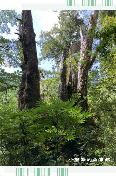 109.7.12.(124)拉拉山巨木群步道.JPG