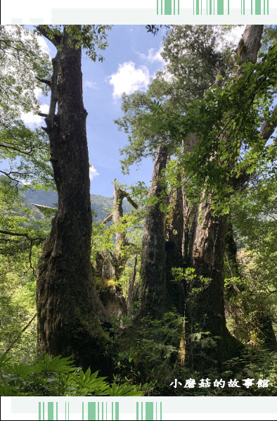 109.7.12.(125)拉拉山巨木群步道.JPG