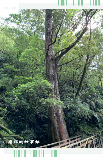 109.7.12.(132)拉拉山巨木群步道.JPG