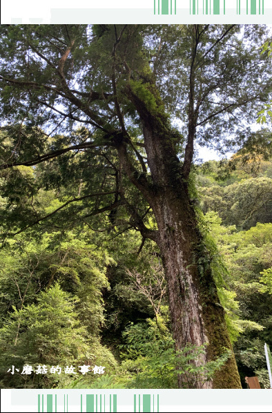 109.7.12.(138)拉拉山巨木群步道.JPG