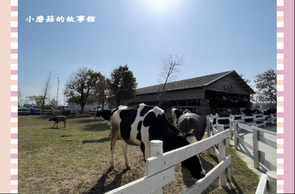 110.1.17.(35)千巧谷牛樂園牧場.JPG