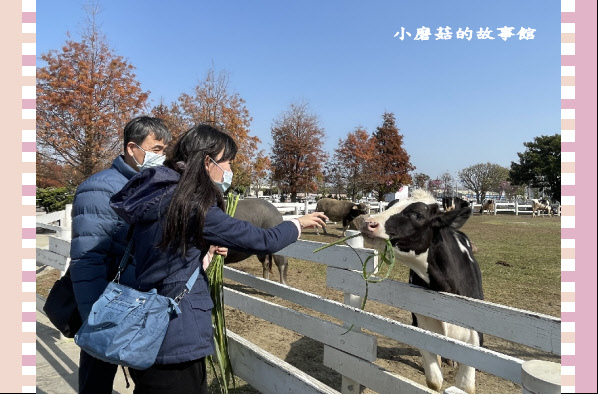 110.1.17.(47)千巧谷牛樂園牧場.JPG