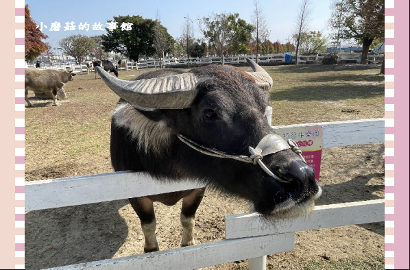 110.1.17.(48)千巧谷牛樂園牧場.JPG