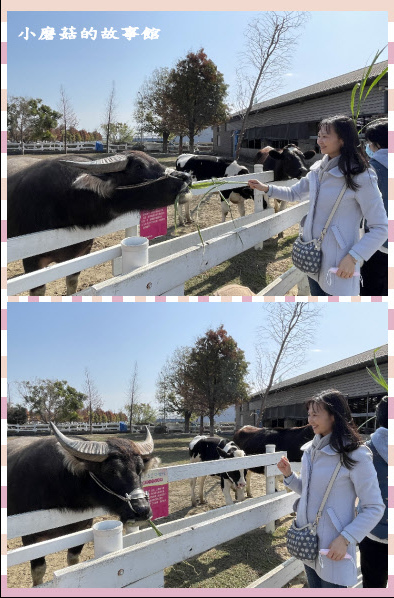 110.1.17.(49)千巧谷牛樂園牧場.JPG