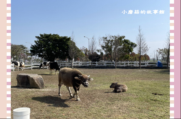 110.1.17.(52)千巧谷牛樂園牧場.JPG