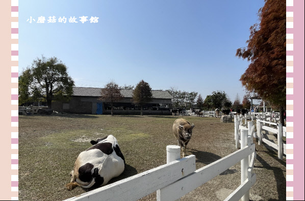 110.1.17.(53)千巧谷牛樂園牧場.JPG