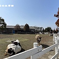 110.1.17.(53)千巧谷牛樂園牧場.JPG