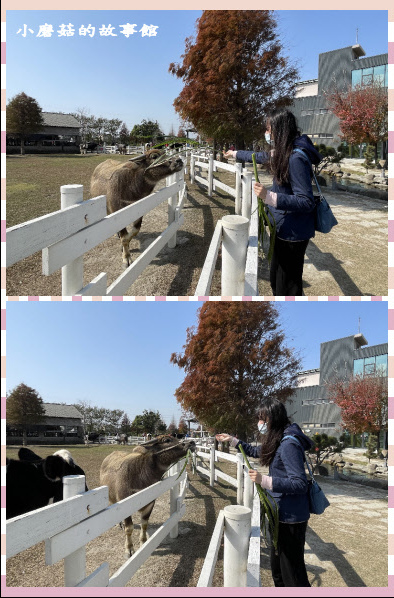 110.1.17.(54)千巧谷牛樂園牧場.JPG