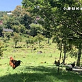 107.7.18.(83)清境-貝卡巧克力莊園.JPG